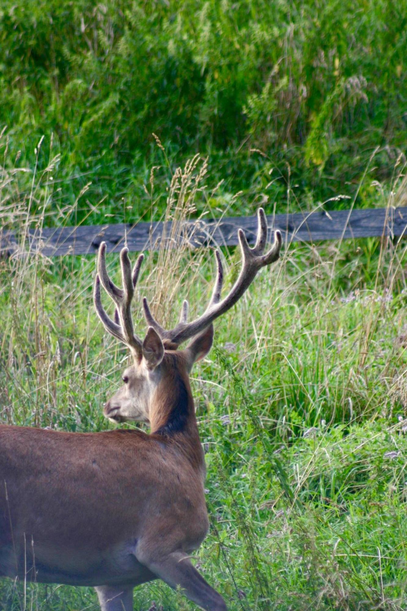 Brown Deer - Z Sauna Na Tarasie, Jacuzzi I Widokiem Na Gory - By Deer Hills Luxury Apartments Kocon Экстерьер фото