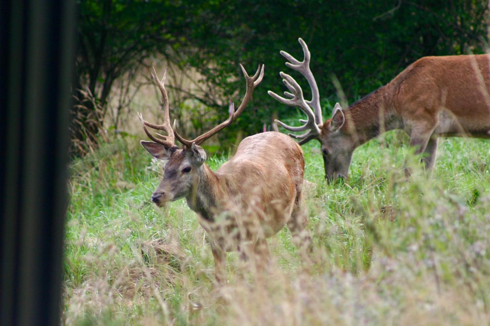 Brown Deer - Z Sauna Na Tarasie, Jacuzzi I Widokiem Na Gory - By Deer Hills Luxury Apartments Kocon Экстерьер фото