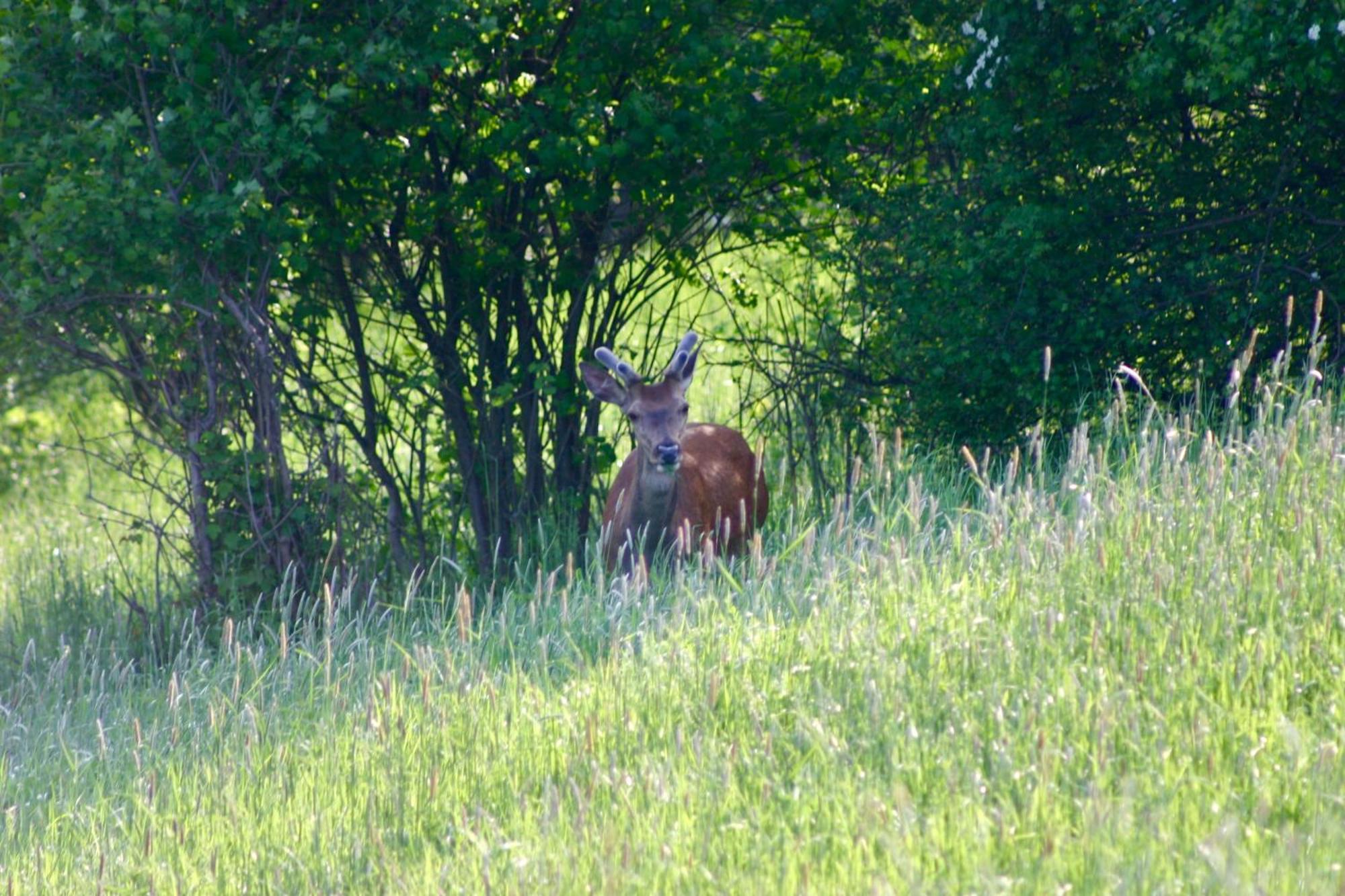 Brown Deer - Z Sauna Na Tarasie, Jacuzzi I Widokiem Na Gory - By Deer Hills Luxury Apartments Kocon Экстерьер фото